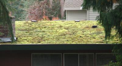 Mossy Roof?