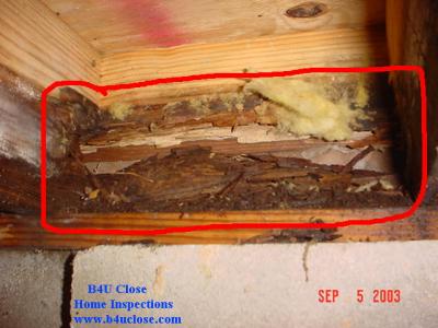 More Rotted Joists